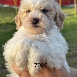 Dorthy - Parti female Goldendoodle puppy in Arcadia, Florida from KnuDawn Goldendoodles