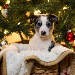 Border Collie Puppies from Wandering Meadows Farm