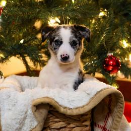 Border Collie Puppies from Wandering Meadows Farm