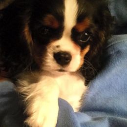 Cavalier King Charles Spaniels from Kelley Adair