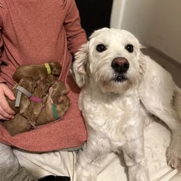 Goldendoodles from Sweetwater golden doos