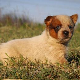 Ember - Red speckled female Australian Cattle Dog puppy in Waxahachie, Texas from MC Heelers
