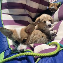 American Corgis from Bravo's Ranch Corgis