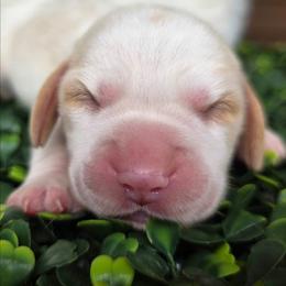 Lemon girl (purple) - Lemon and white female Beagle puppy in Spring Branch, Texas from Lost Trail Kennels
