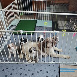 Aussiedoodle Puppies from Southwest Florida Doodles