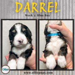 Darrel - Tri-color male Bernedoodle puppy in Boiling Springs, South Carolina from OlliePups, LLC