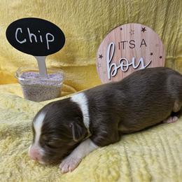 Chip - Black tri-color male Australian Shepherd puppy in Shepherdsville, Kentucky from Annie's Aussies