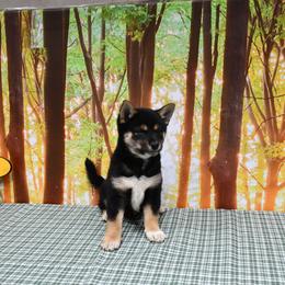 Emma - Black and tan female Shiba Inu puppy in Arcola, Illinois from Highline Puppies
