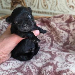 Kuji - Black female Mi-Ki puppy in San Francisco, California from Moonstone miki's