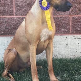 Rhodesian Ridgeback Puppies from Aziza Ridgebacks