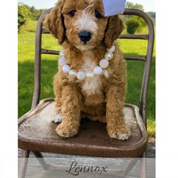Lennox - Red  female Goldendoodle puppy in State Road, North Carolina from Must Love Doodles