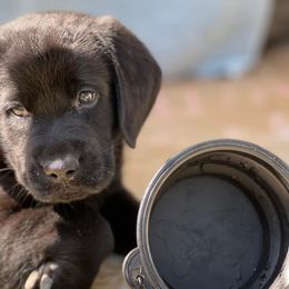 Labrador Retrievers from Bluff View Labradors