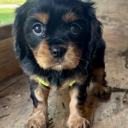 Cavalier King Charles Spaniel Puppies from Reynolds Farms Cavaliers