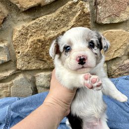 Merle boy 2 - Brindle merle and white male Cardigan Welsh Corgi puppy in Clinton, Tennessee from High Hopes Farm
