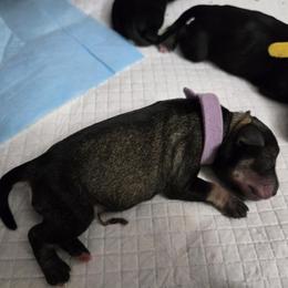 Girl 2 - female Miniature Schnauzer puppy in Hurst, Texas from SSPuppy - Sophisticated Schnauzers