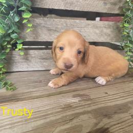 Trusty - Cream female Dachshund puppy in Grant, Michigan from Low Down Dashchuand