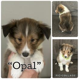 Opal - Sable and white female Shetland Sheepdog puppy in Aumsville, Oregon from Porter Creek Kennels