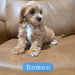 Romeo - male Cavapoochon puppy in Bullard, Texas from Cavapoochon Central LLC