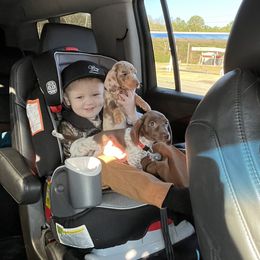 Dachshund Puppies from Jag Fam Dachshunds