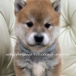 Katzu - Red male Shiba Inu puppy in Tualatin, Oregon from Shiba Paradise