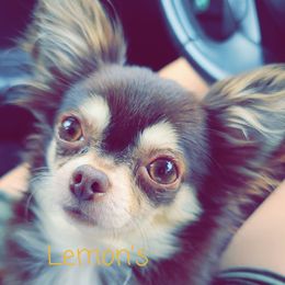 Paris - Chihuahua