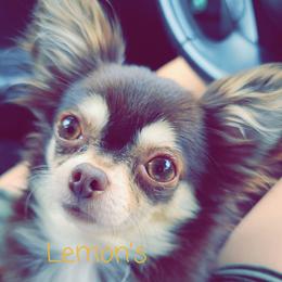 Paris - Chihuahua