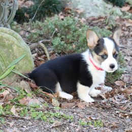 Pembroke Welsh Corgi Puppies from Crown AB Farms Pembroke Welsh Corgis