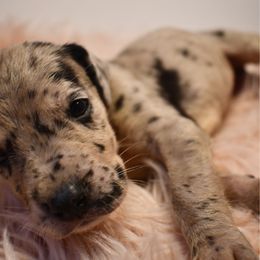 Waffle - Merle female Great Dane puppy in Salem, Oregon from Gigantes de Cervantes
