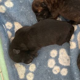 Black - Black brindle male Scottish Terrier puppy in Brule, Nebraska from Scottyland Yard