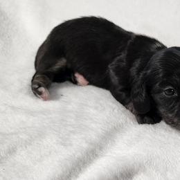 Basil - Black and cream female Dachshund puppy in Anaconda, Montana from Williams Family Dachshunds