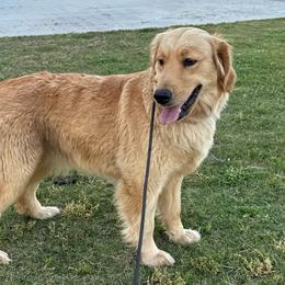 Treble - Golden female Golden Retriever puppy in Tulsa, Oklahoma from Enchanted Goldens