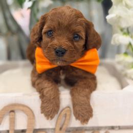Gambit - Red male Cavapoo puppy in Apple Valley, California from Fletcher Fuzzy Friends