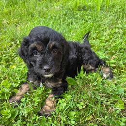 TIramisu - Black male Cavapoo puppy in Lewisburg, Pennsylvania from Jessie's Puppies