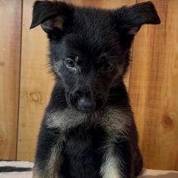 Private - Black and tan male German Shepherd puppy in Beech Grove, Arkansas from Ze Zadnich lesu