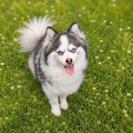 Samira - Pomsky