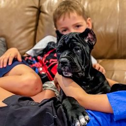 Light Pink - Black female Cane Corso puppy in St. Augustine, Florida from Ancient City Cane Corso