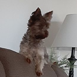 Rosie - Yorkshire Terrier