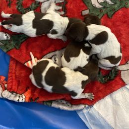 German Shorthaired Pointer Puppies from Emily's GSPs