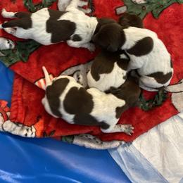 German Shorthaired Pointer Puppies from Emily's GSPs