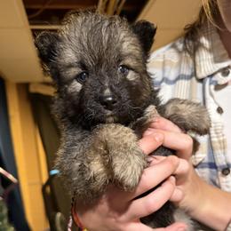 Mufasa - Wolf sable male Pomsky puppy in New Bedford, Massachusetts from Roark Pack Chihuahua's & Pomsky's