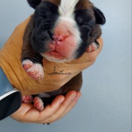 Boxer Puppies from Black Beauties Boxers
