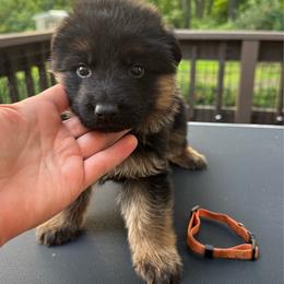 Mr Orange - Black and tan male German Shepherd puppy in Lawton, Michigan from Free Indeed Shepherds