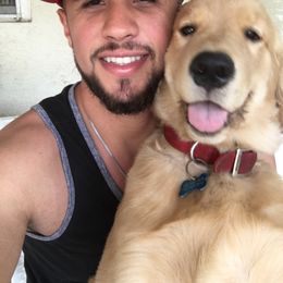 German Shepherd and Golden Retriever Puppies from Vom Bethel