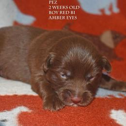 Pez - Red & white male Miniature Australian Shepherd puppy in Patterson, North Carolina from DreamLine Aussies