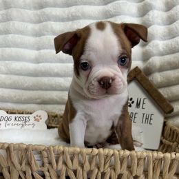 Ezra - Seal and white male Boston Terrier puppy in Peru, Indiana from Angie's Little Bostons And Frenchies