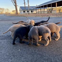 Dilute Retriever Puppies from Weathervane Labs