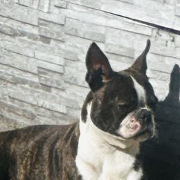 Boston Terriers from A-K Boston Terriers