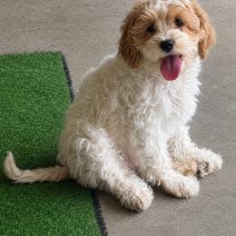 Daphne - Red and white female Cockapoo puppy in Holton, Indiana from MoonShine Babies