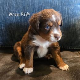 Wren - Red tri male Miniature Australian Shepherd puppy in Paris, Texas from Blue Envy Mini Aussies