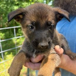 Vitani - female Belgian Malinois puppy in Sheridan, Arkansas from Dark Sky Kennels